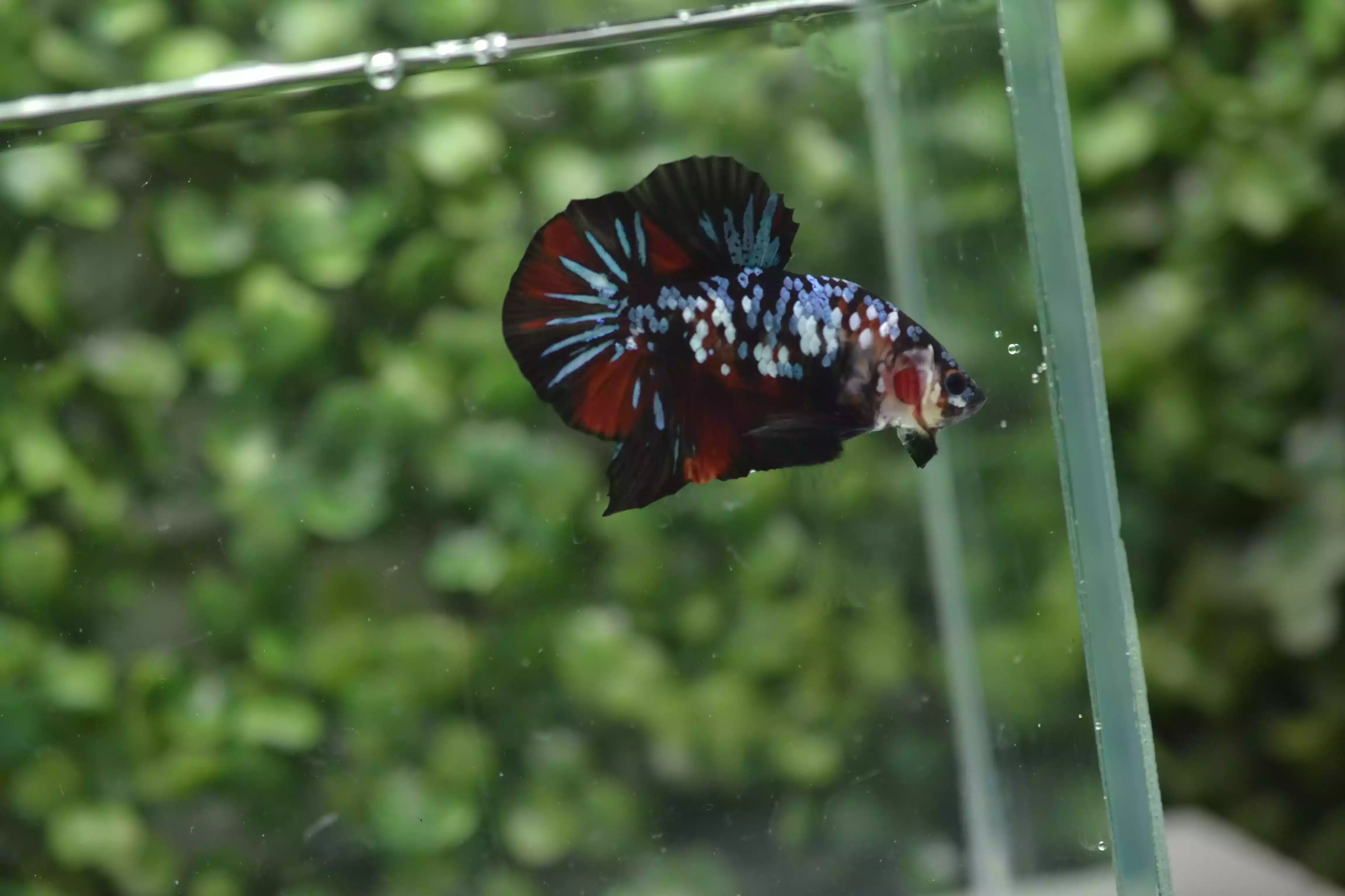 Ikan Cupang Plakat Avatar