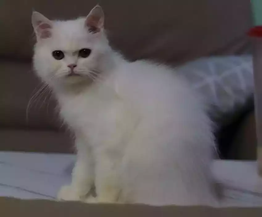 Kucing Persia Putih