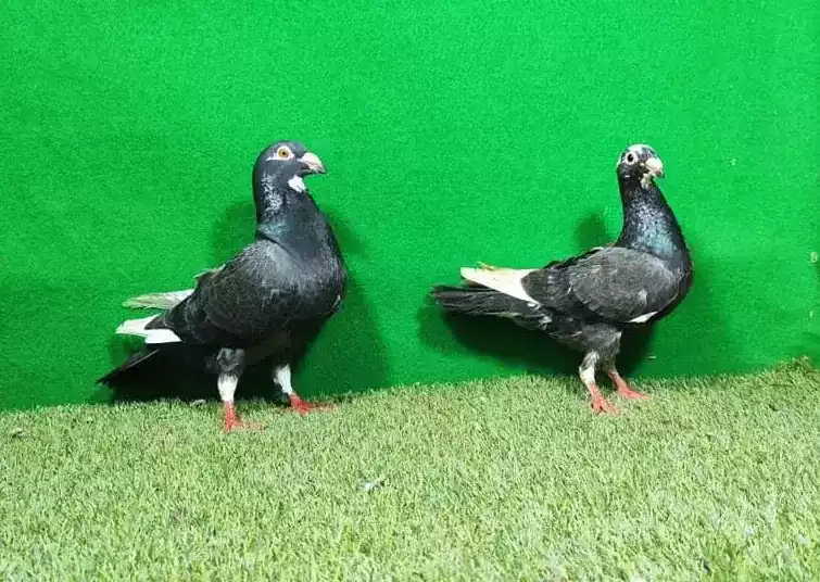 Burung Merpati Wina