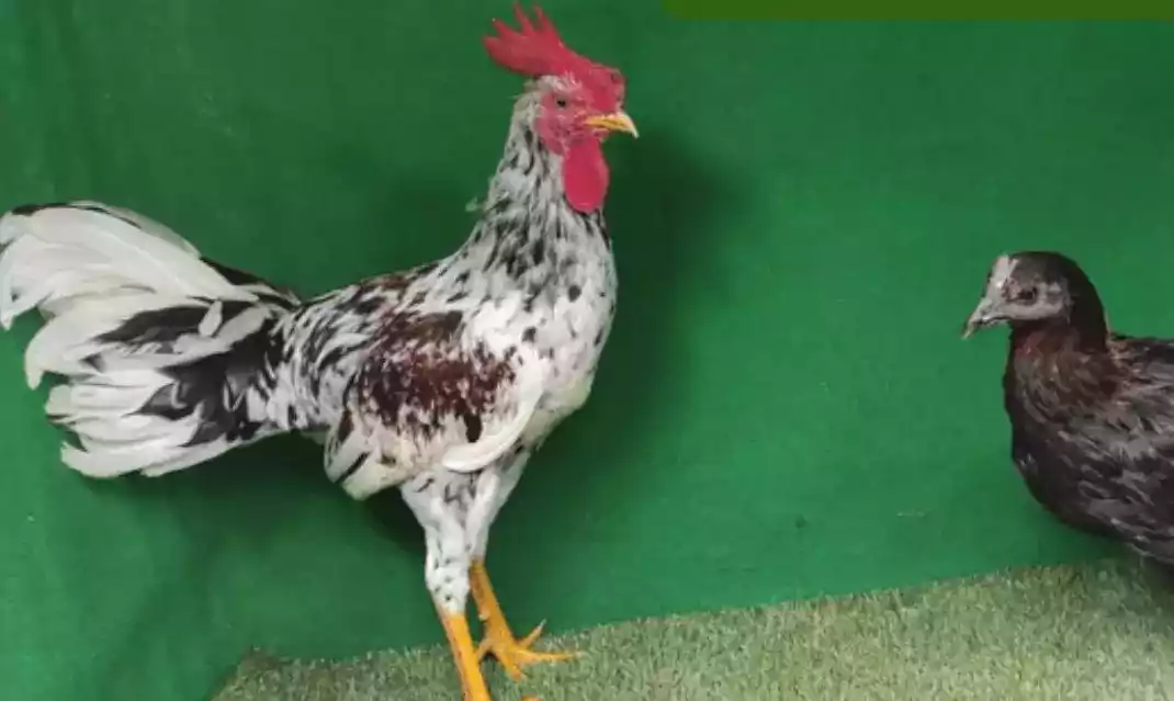 Ayam Ketawa