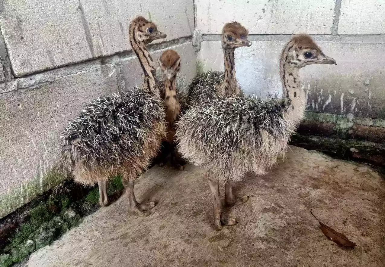 Burung Unta