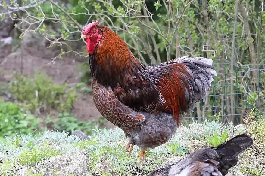 Ayam Wyandotte