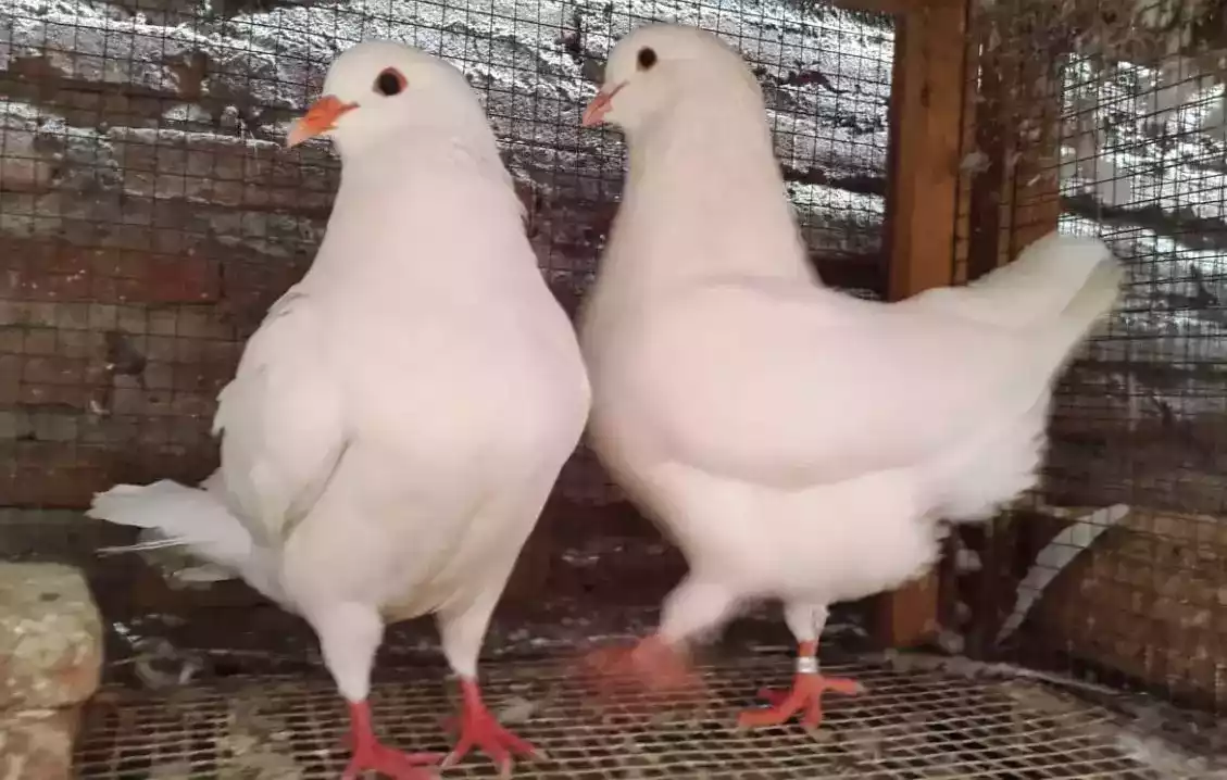 Burung Merpati King Jumbo