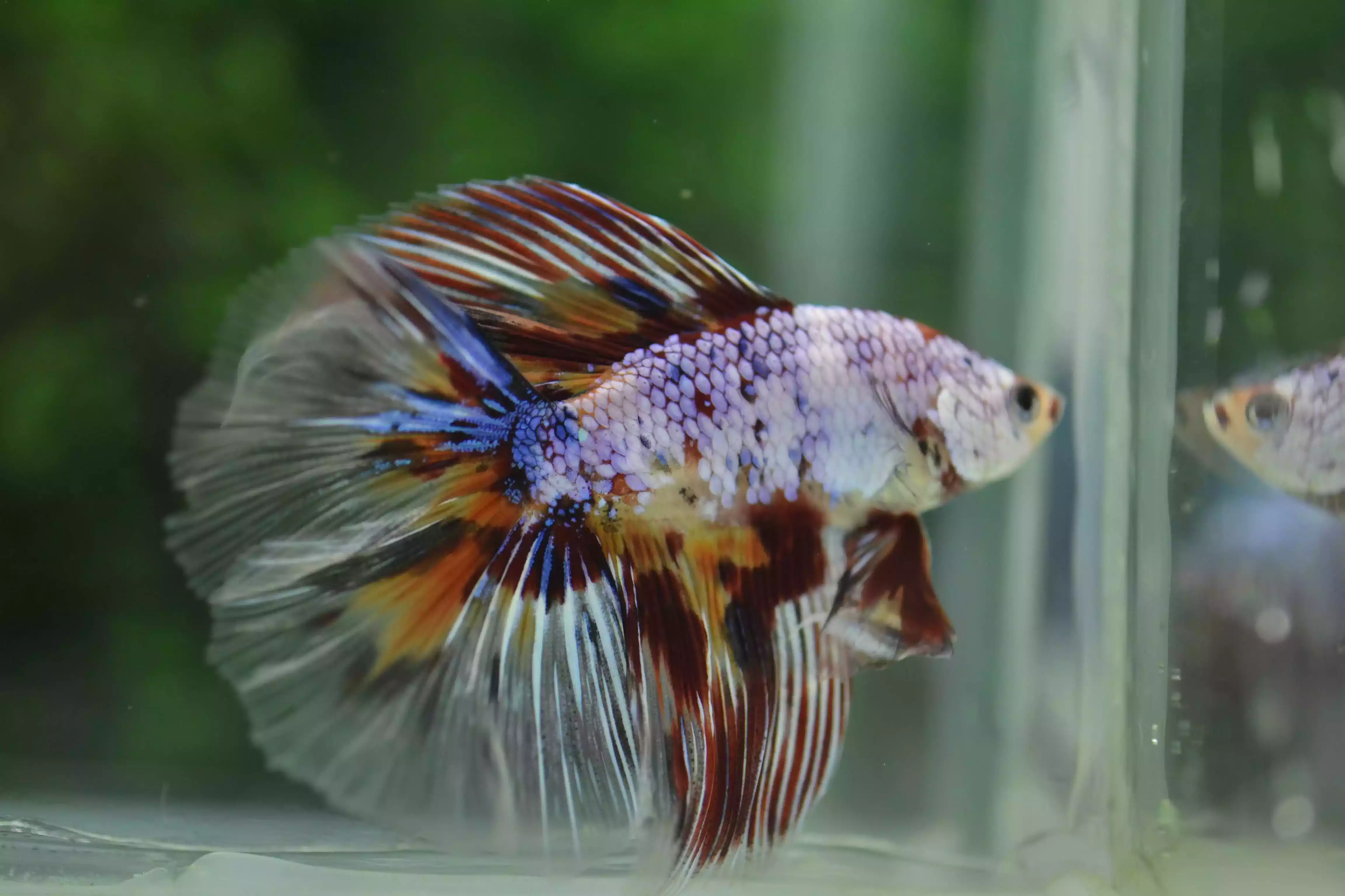 Ikan Cupang Halfmoon Double Tail Emerald