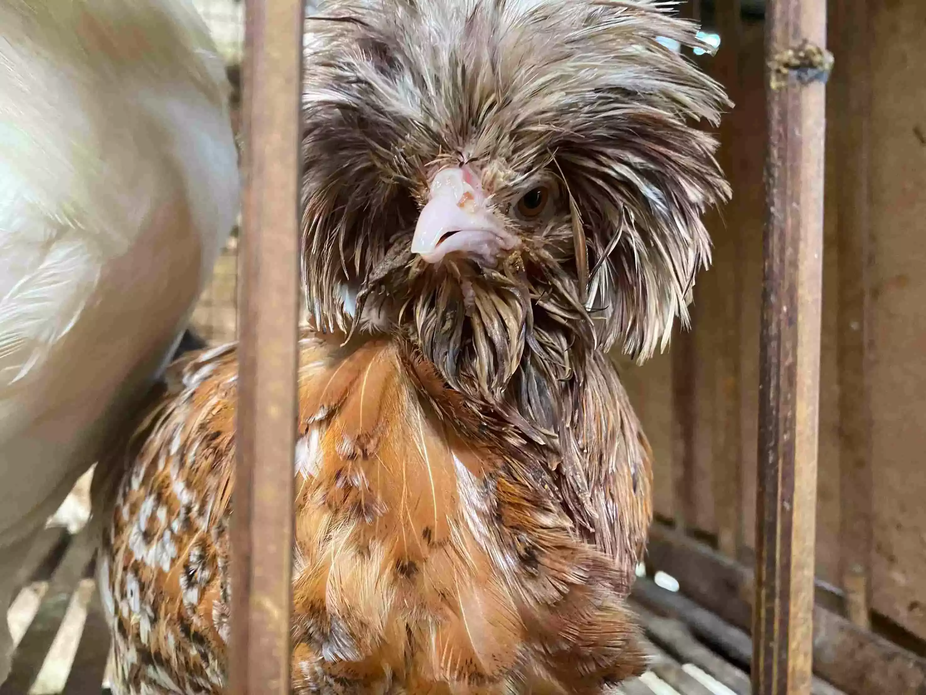 Ayam Polish (Poland Jambul)