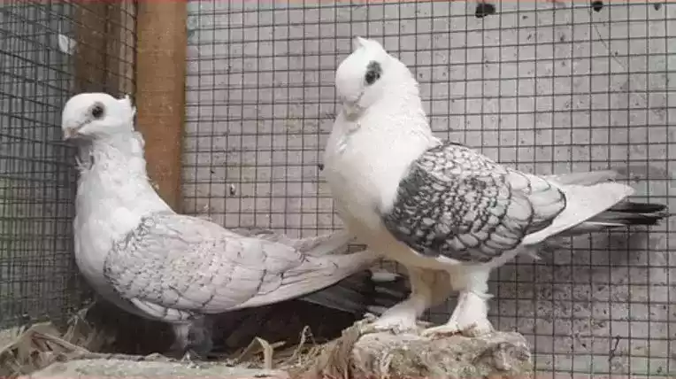 Burung Merpati Sattinet