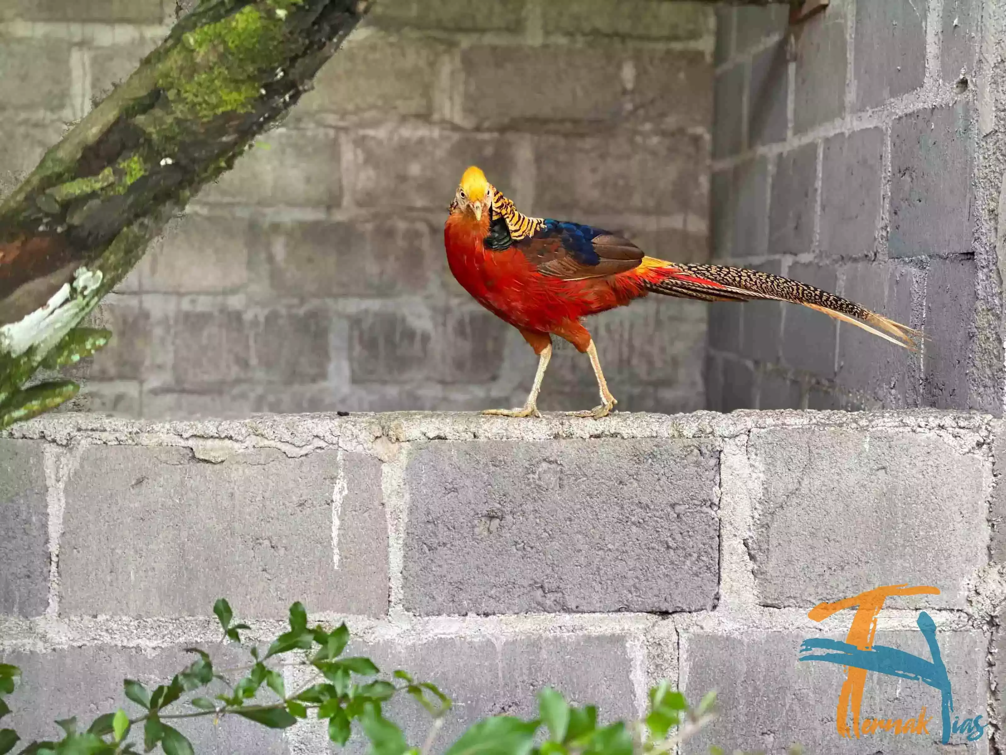 Golden Pheasant