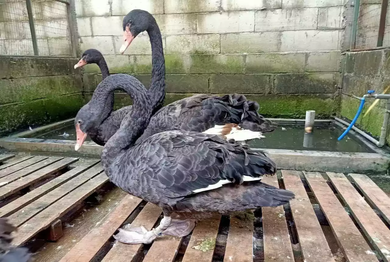 Angsa Black Swan