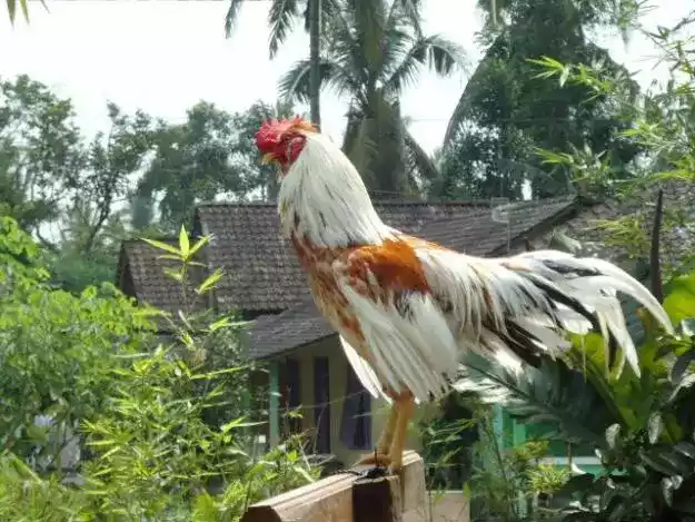 Ayam Ketawa