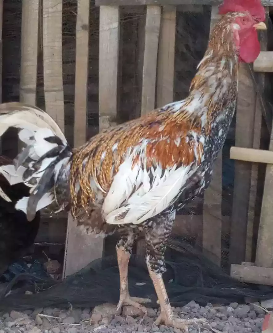 Ayam Ketawa