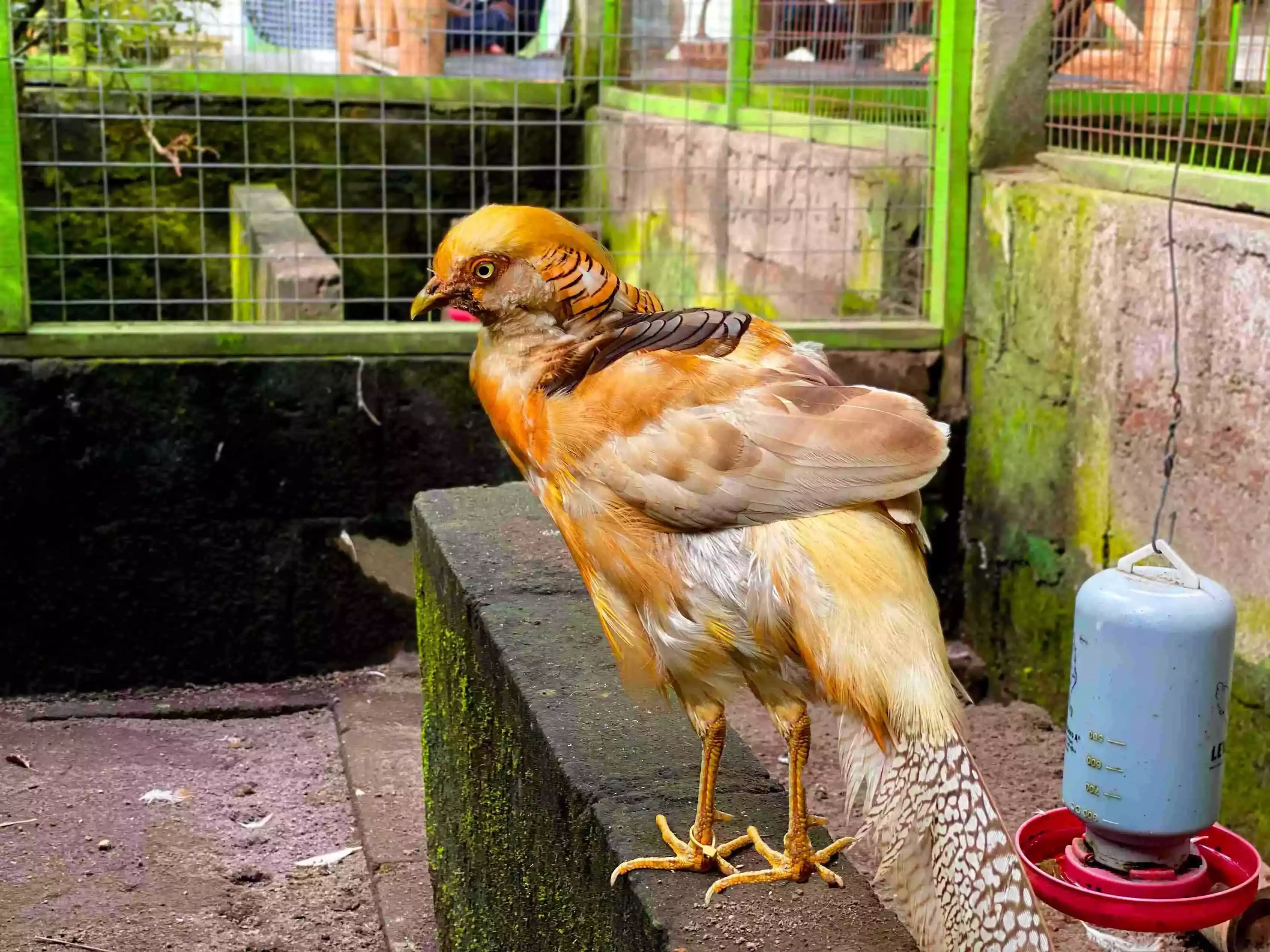 Ayam Yellow Pheasant