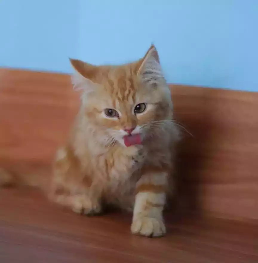 Kucing Persia Oren