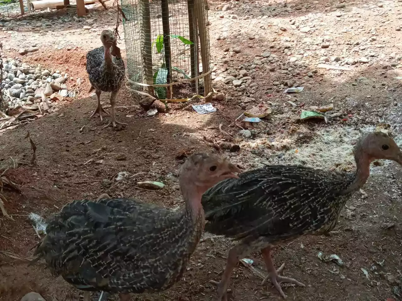 Burung Unta