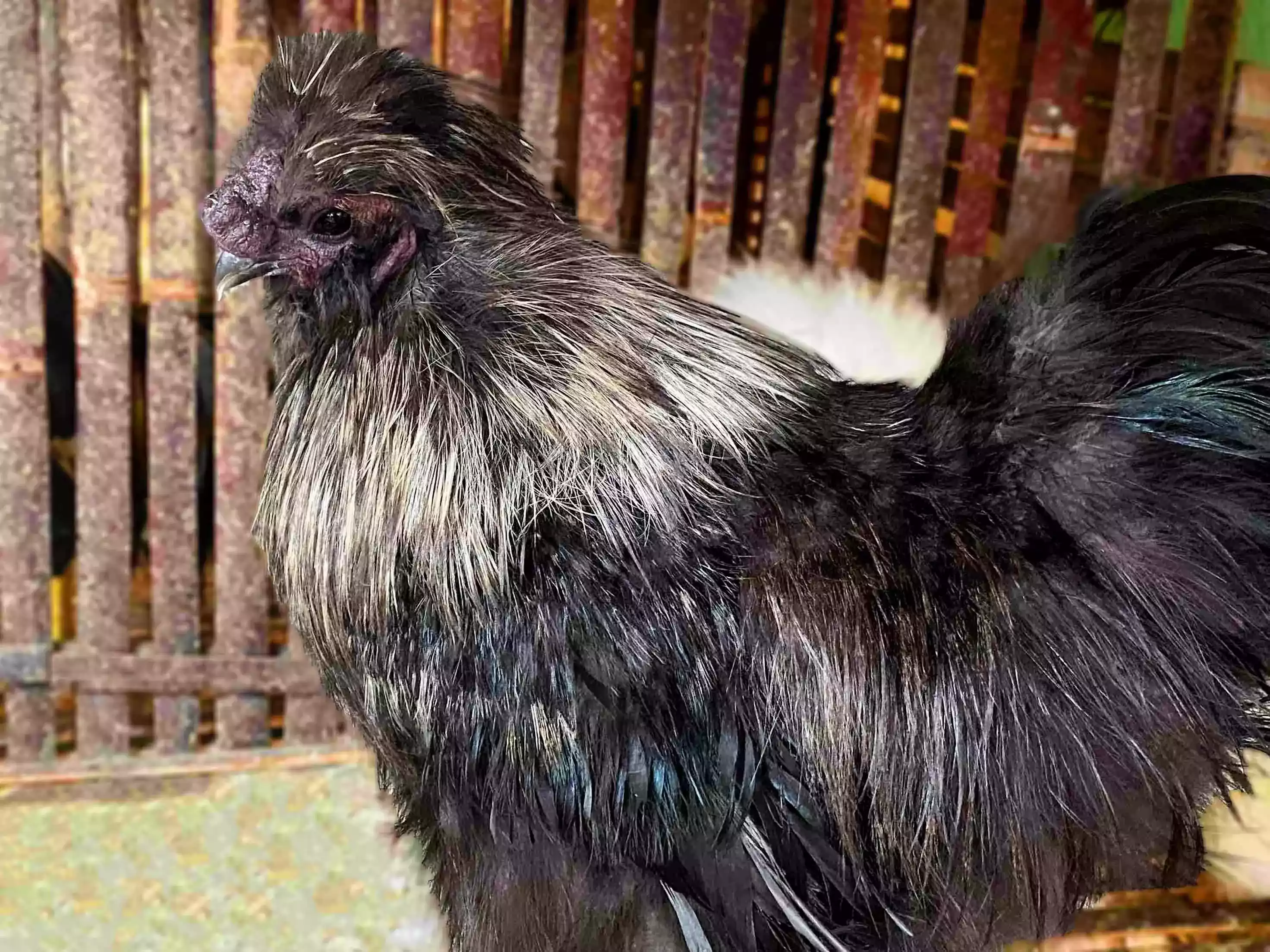 Ayam American Silkie