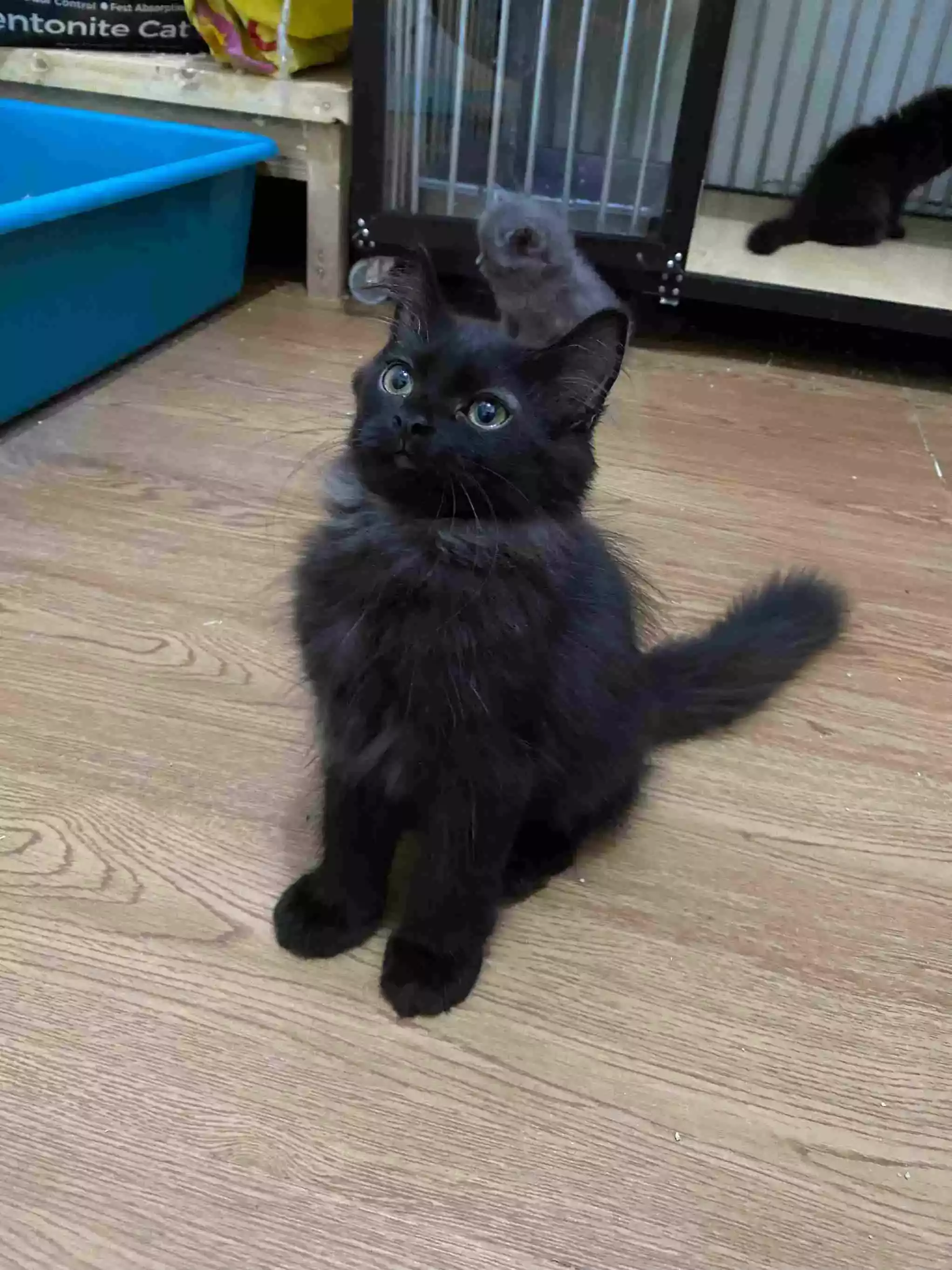Kucing Persia Hitam Smoke Gelap Bulu Lebat Aktif