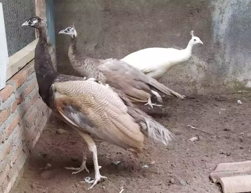 Burung Merak Cameo