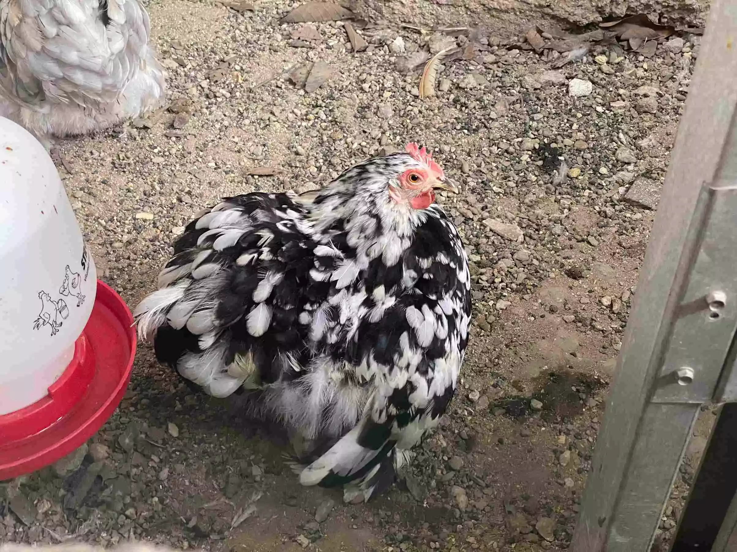 Ayam Cochin