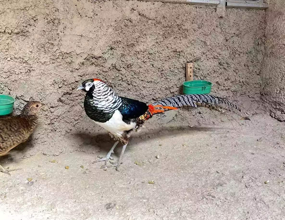 Lady Amherst's Pheasant