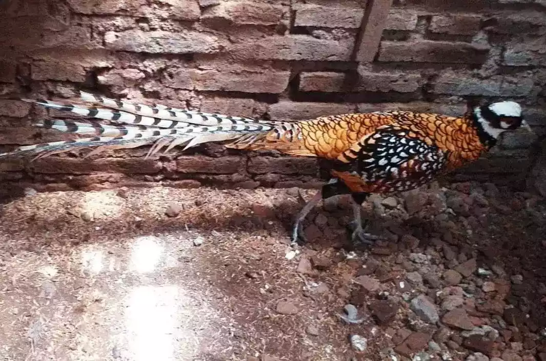 Reeves Pheasant