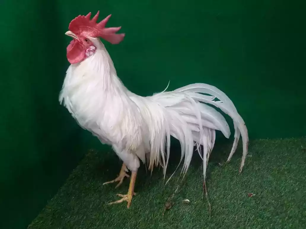 Ayam Onagadori