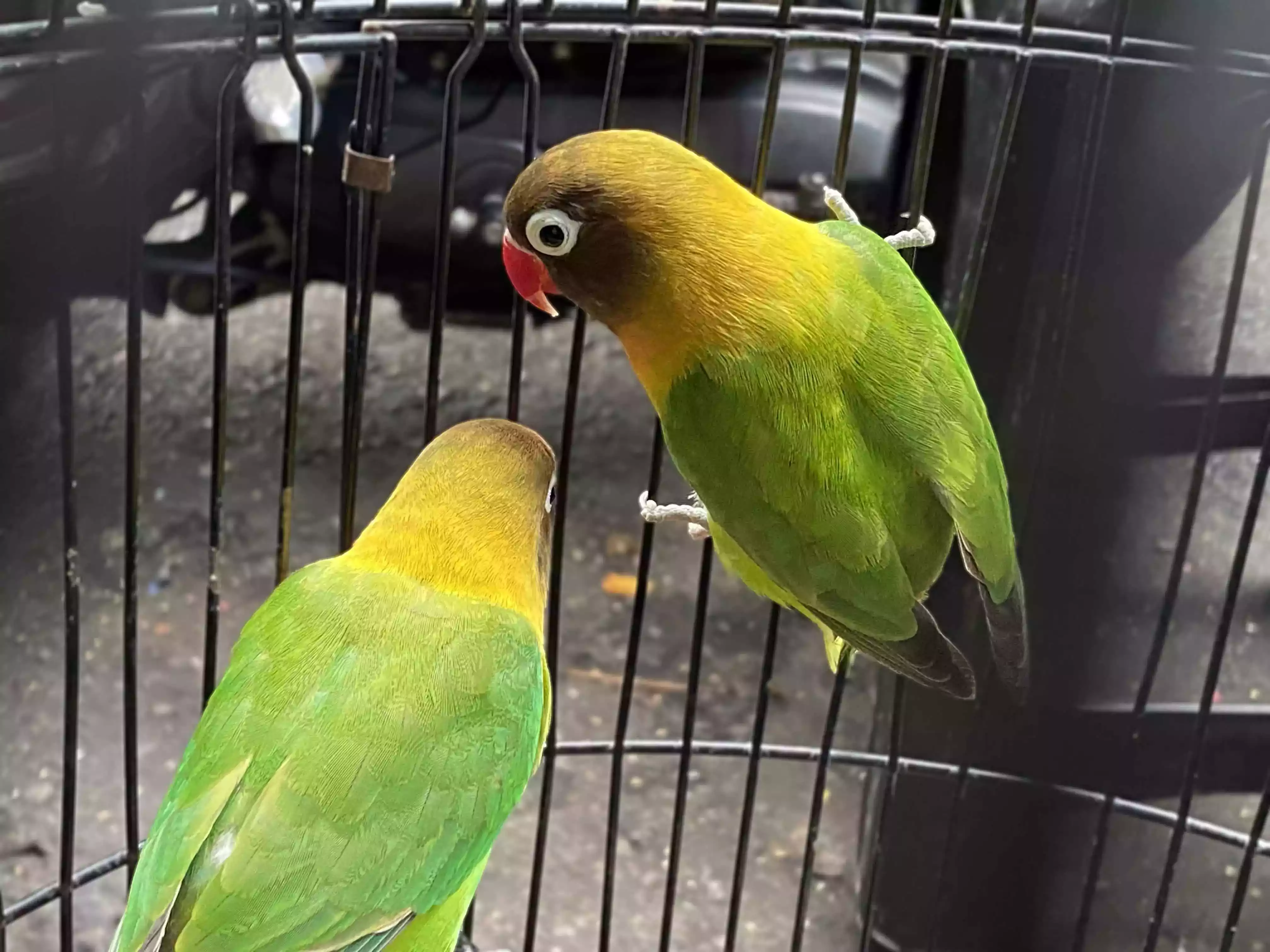 Burung Lovebird