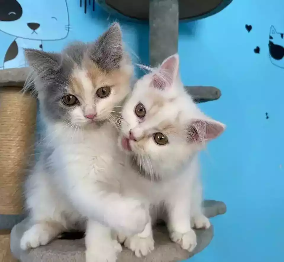 Kucing Persia