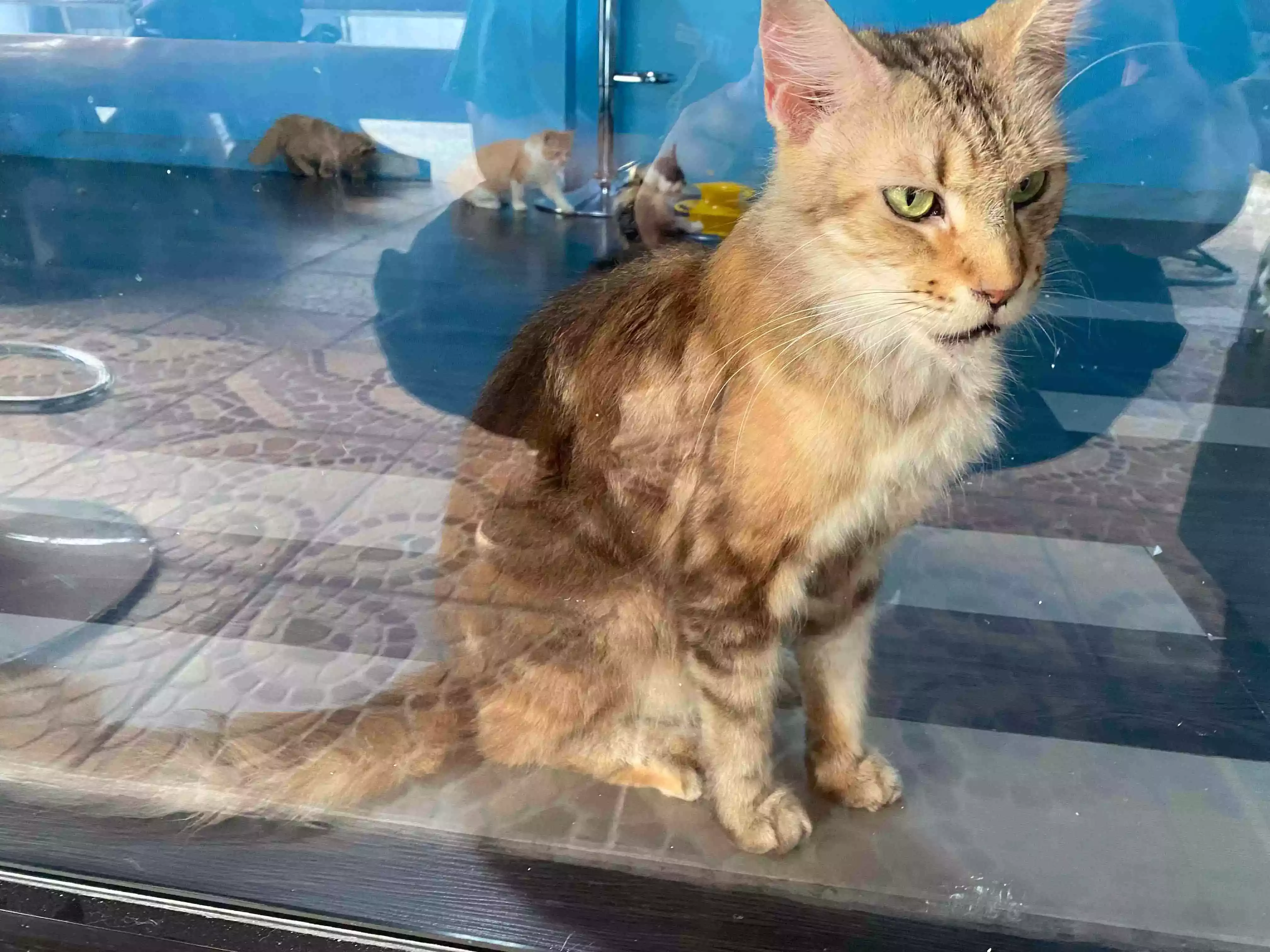 Kucing Maine Coon