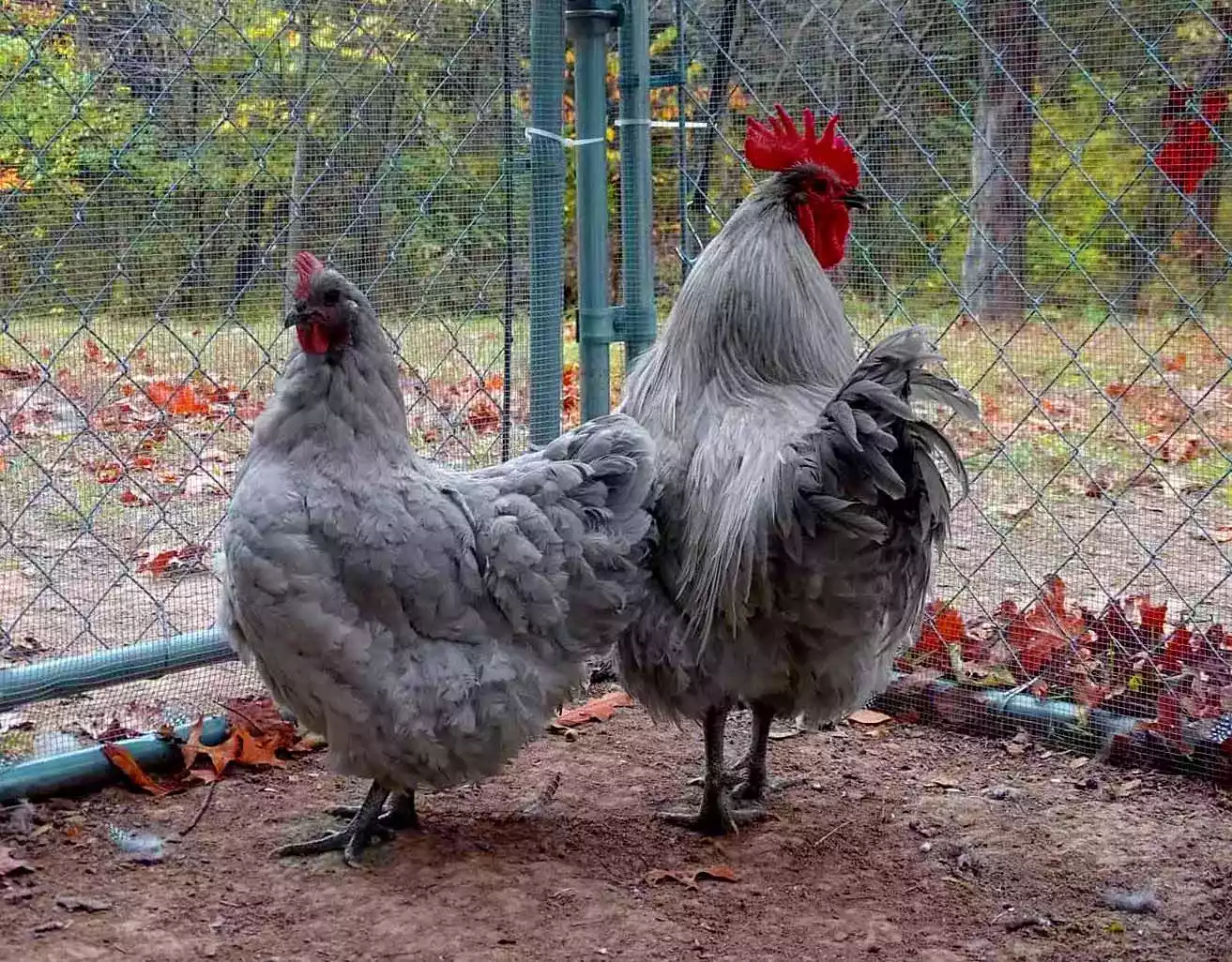 Ayam Orpington