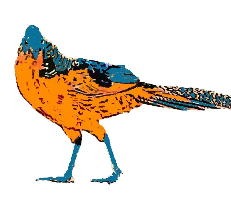 Pheasant