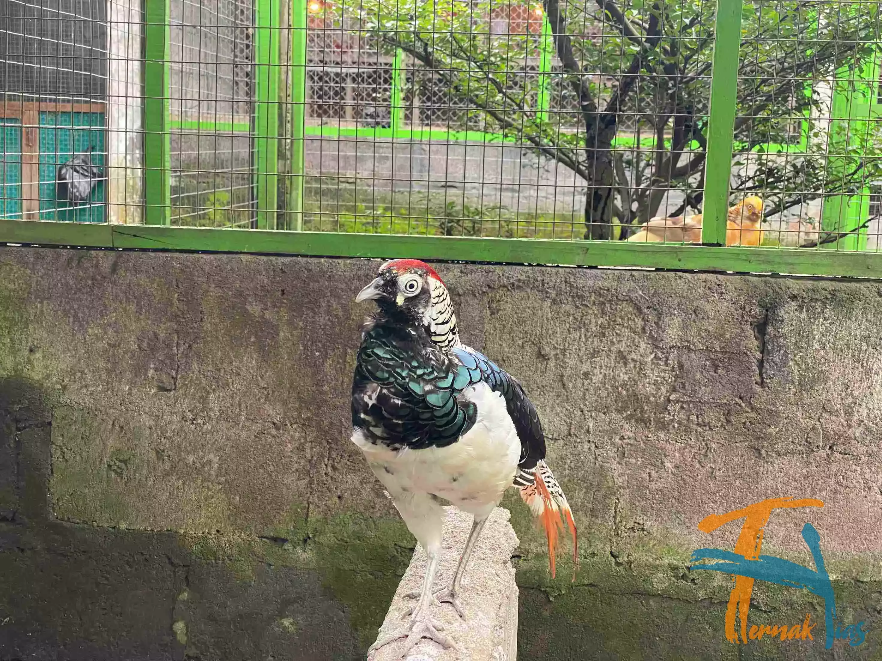 Lady Amherst's Pheasant