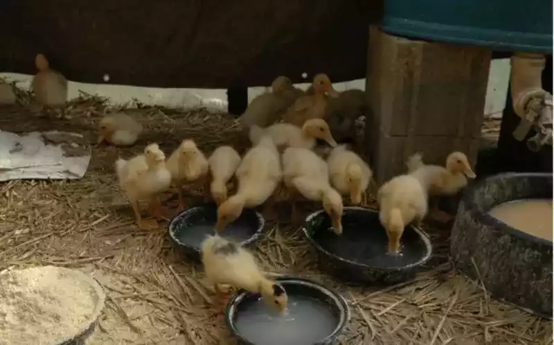 DOD Bebek Hibrida