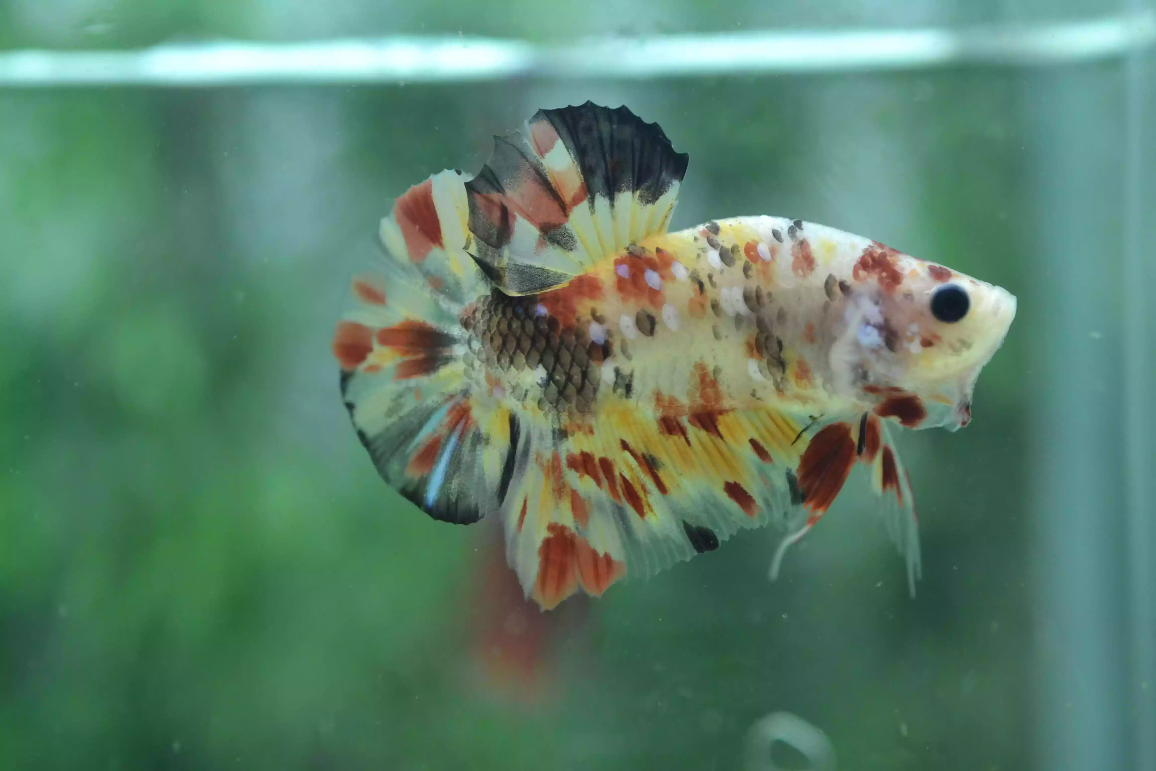 Ikan Cupang Nemo