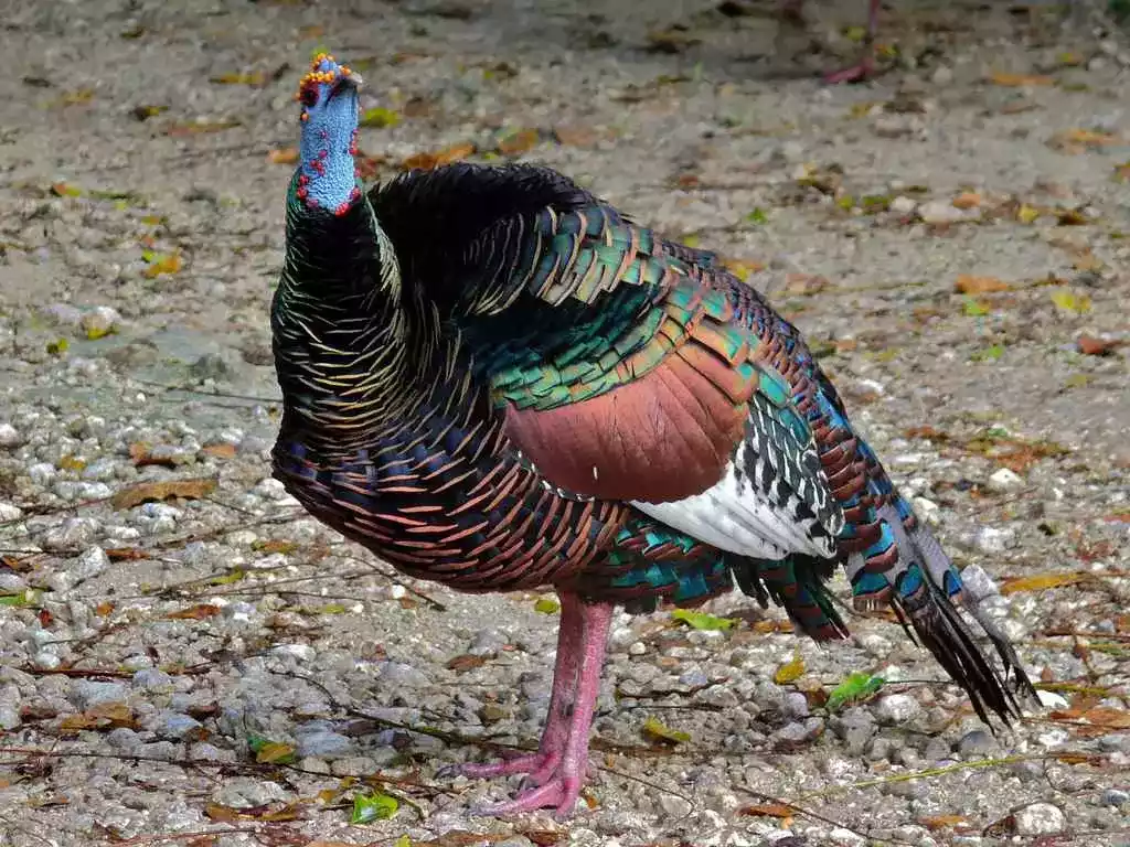Kalkun Ocellated
