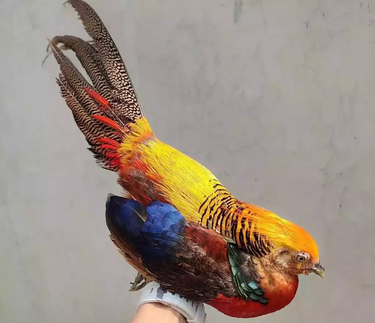 Golden Pheasant