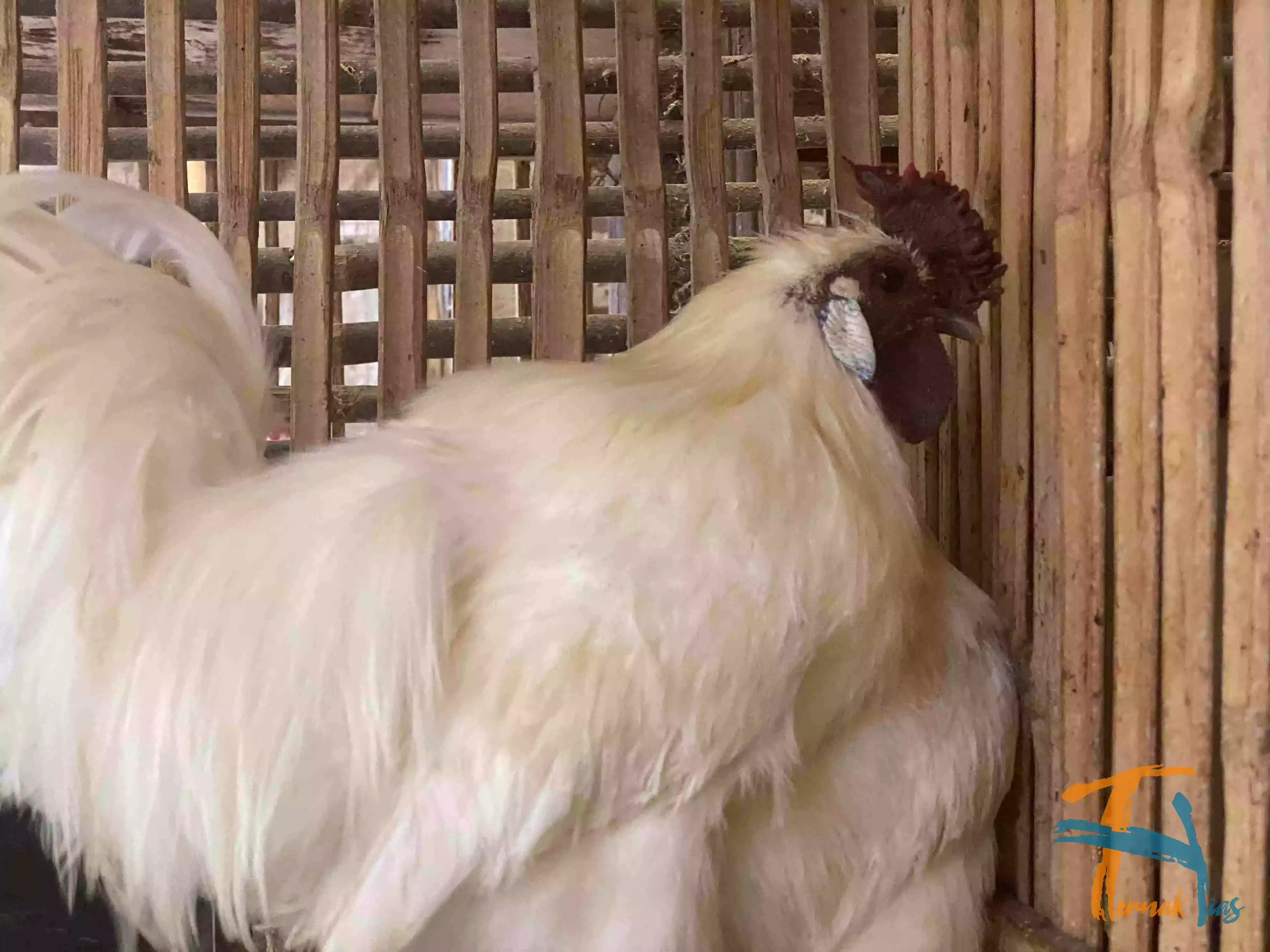 Ayam Kapas