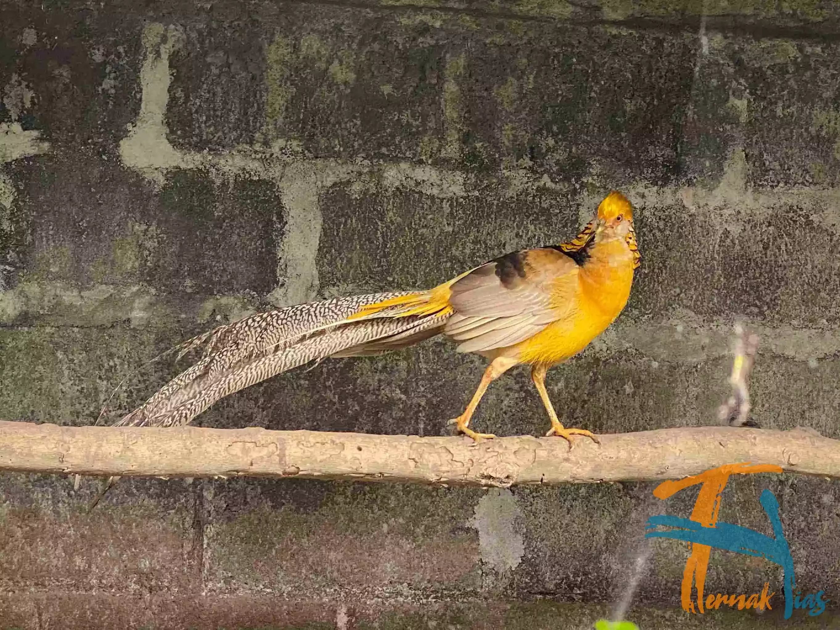 Yellow Pheasant