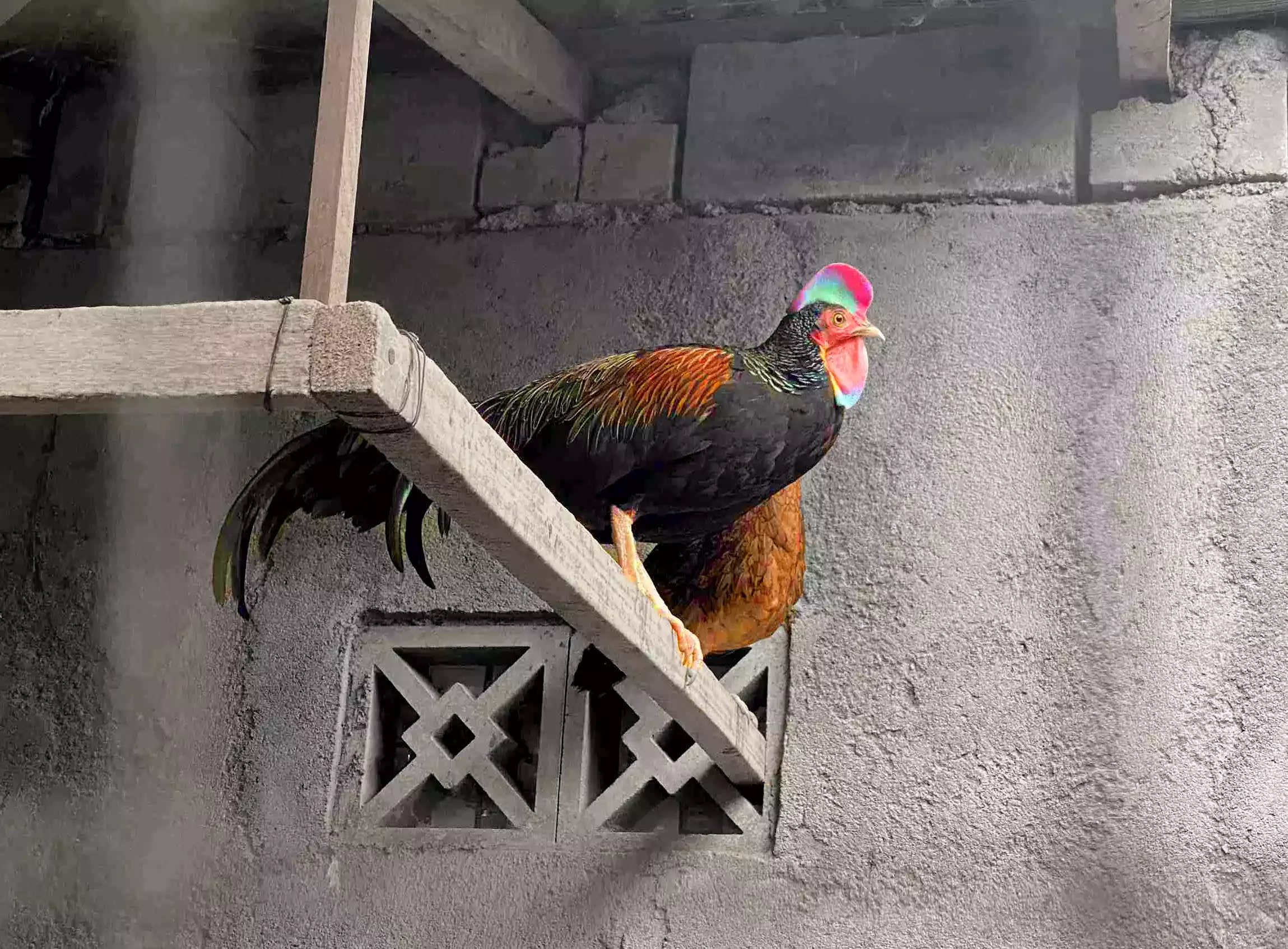 Ayam Gallus Varius (Hutan Hijau)