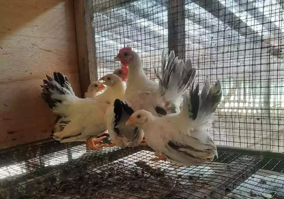 Ayam Kate