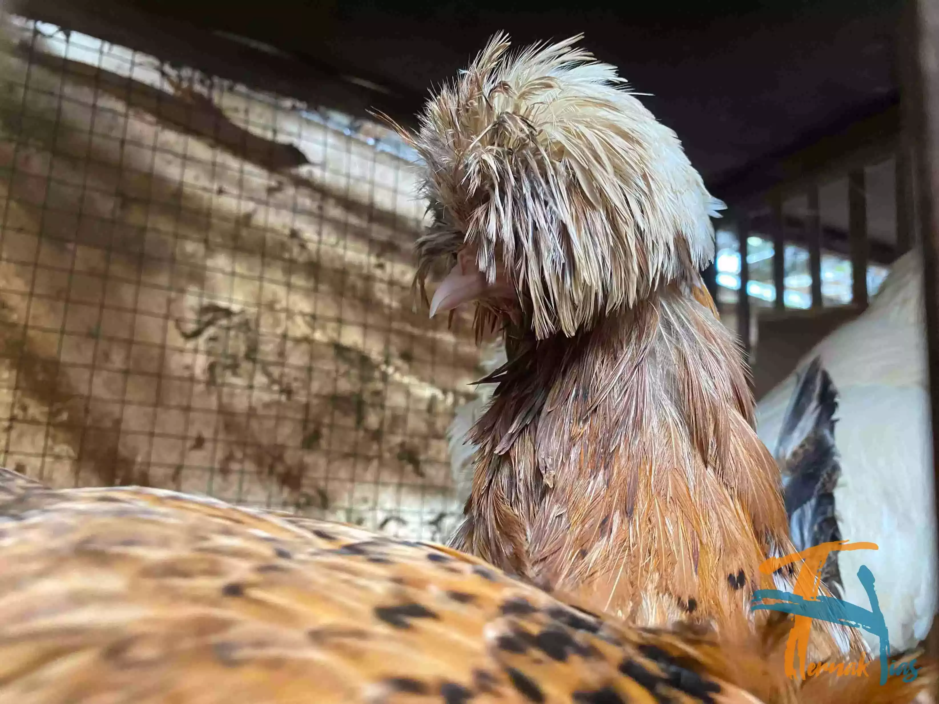 Ayam Poland