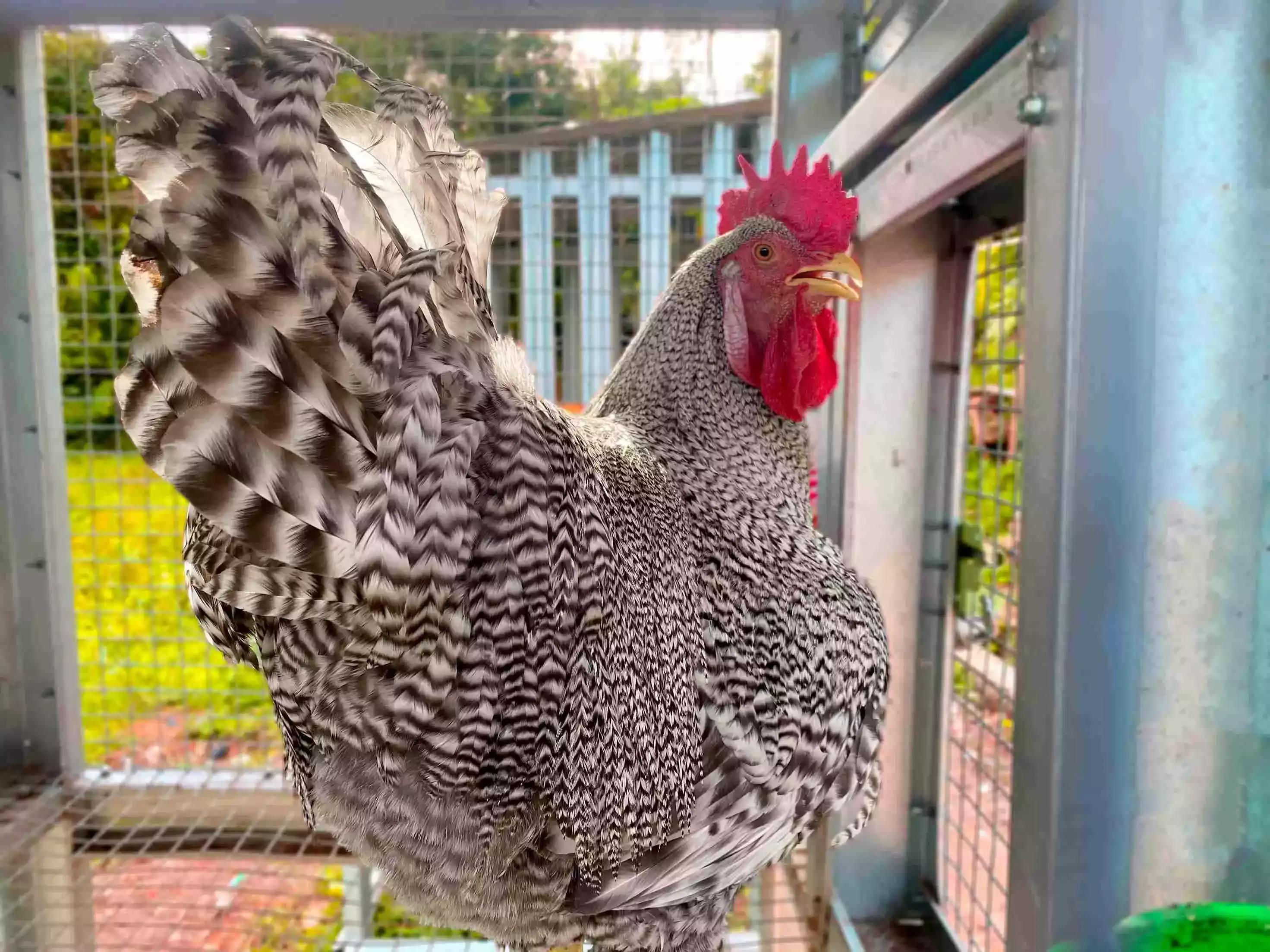 Ayam Plymouth Rock