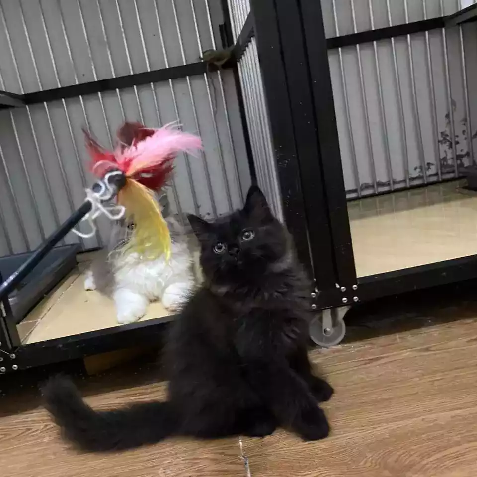 Kucing Persia Hitam Full Longhair Bulu Lebat Aktif