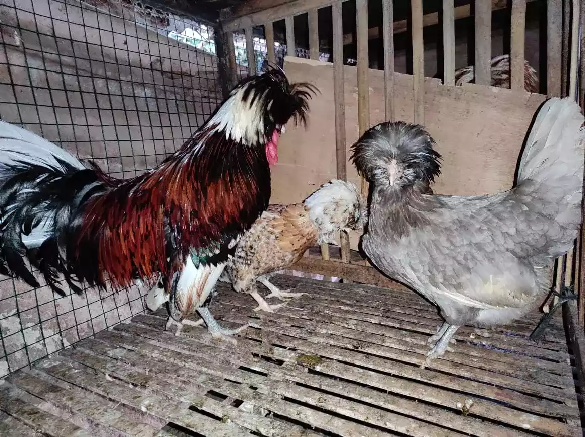 Ayam Poland