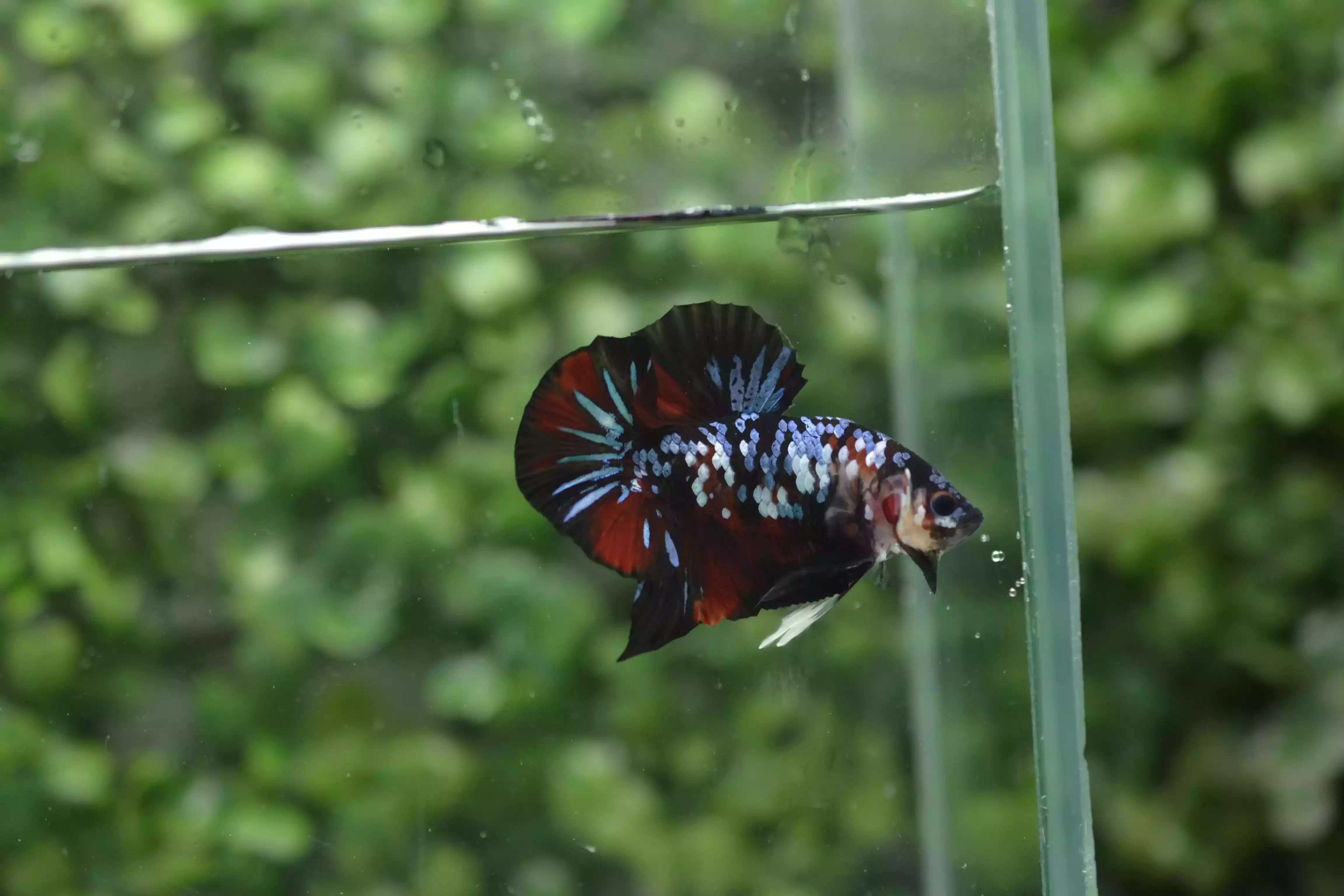 Ikan Cupang Plakat Avatar