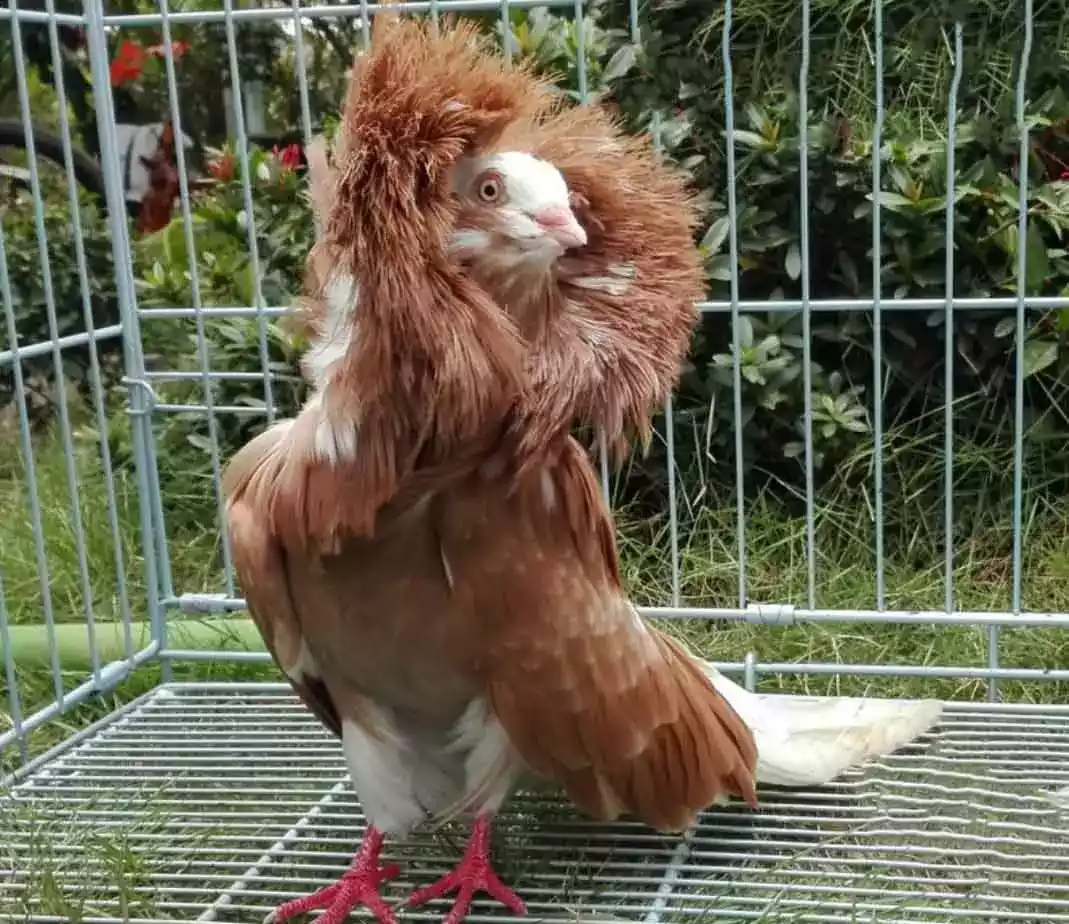 Burung Merpati Jacobin