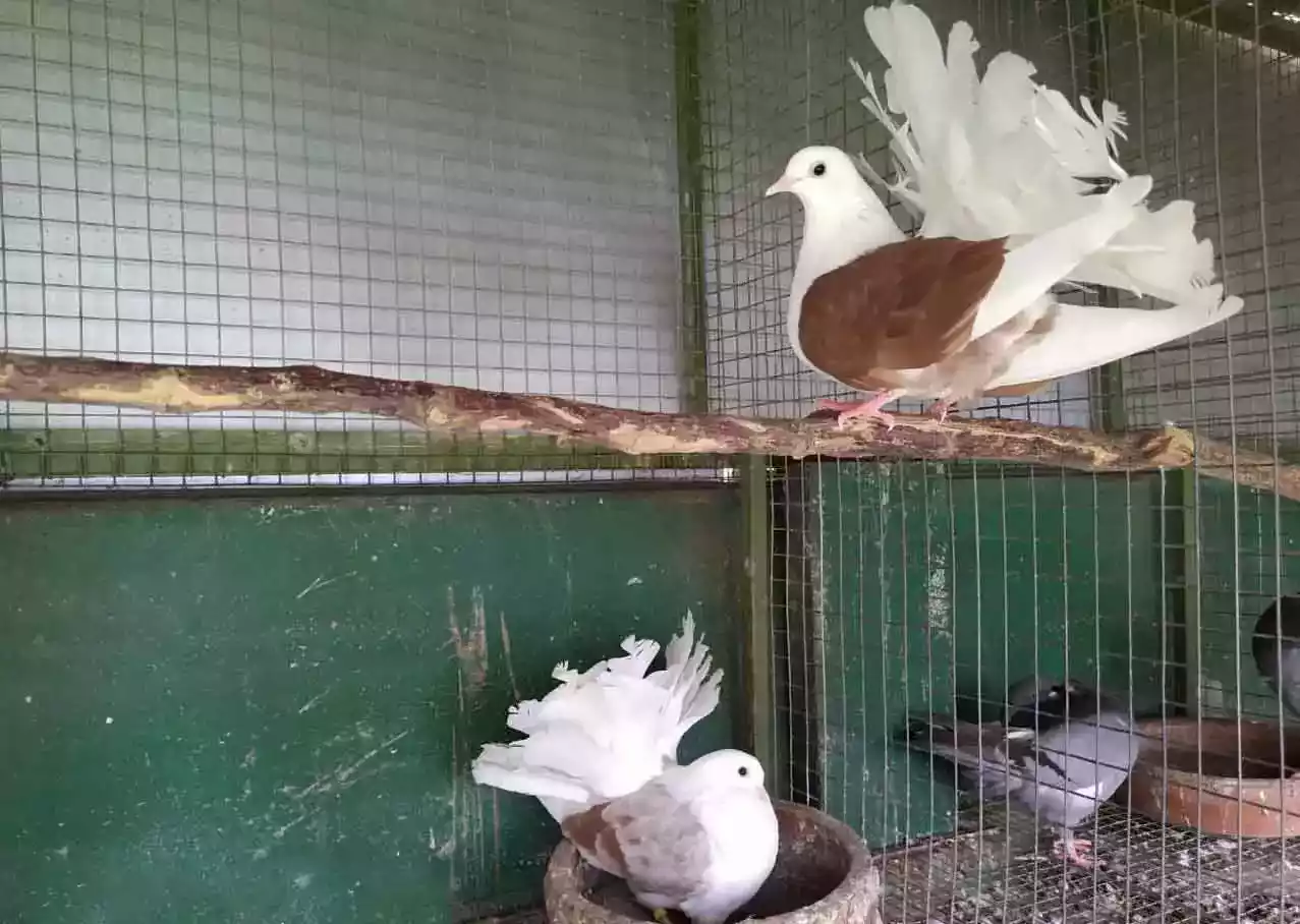 Burung Merpati American Fantail