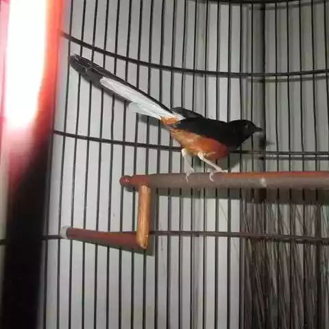 Burung Murai Batu Jambi