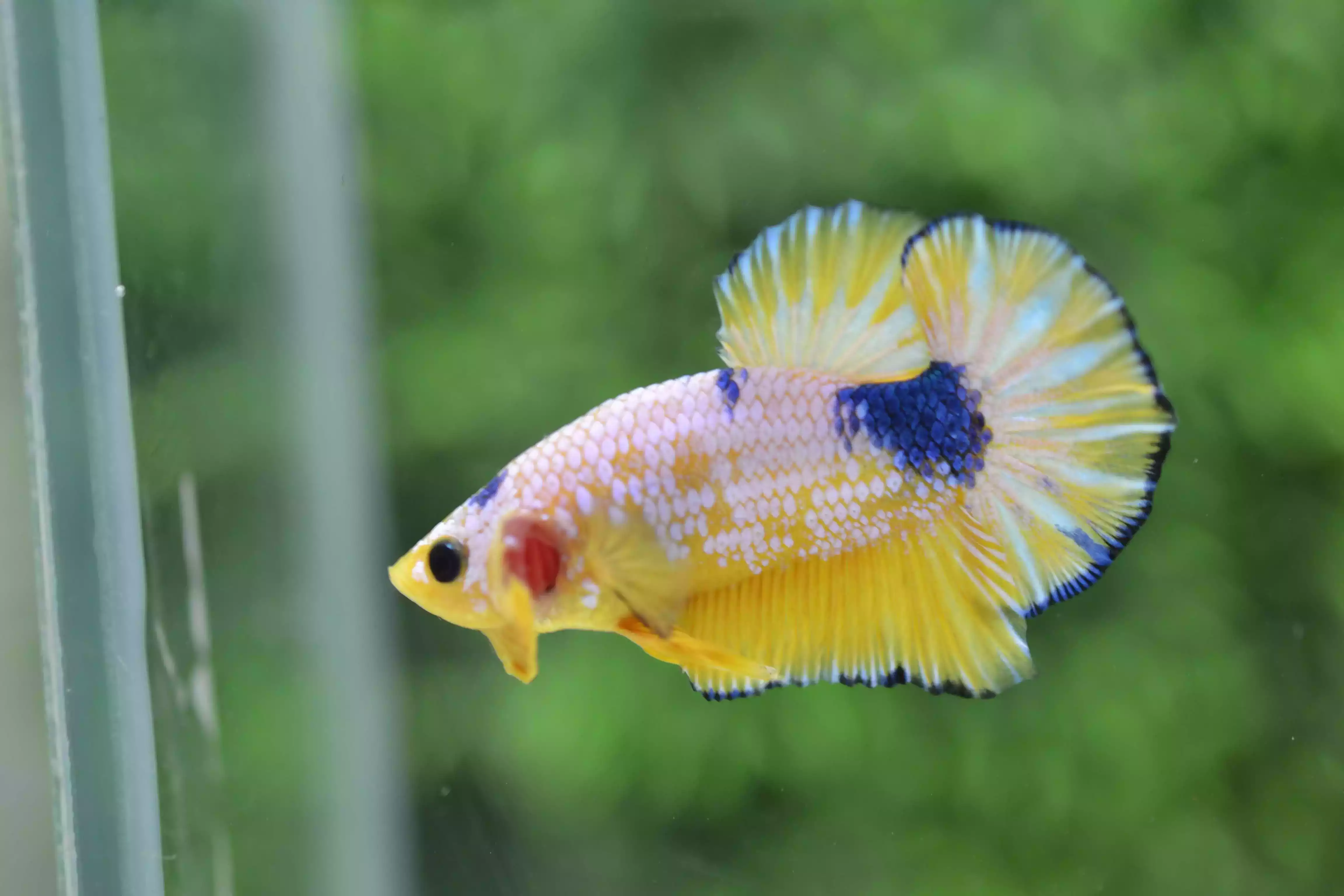 Ikan Cupang Plakat