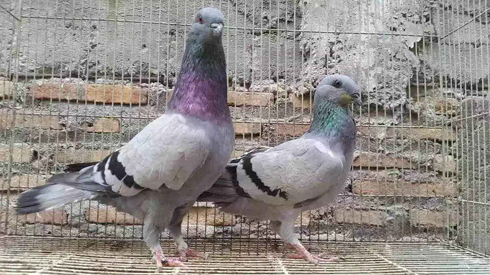 Burung Merpati Jerman GBH