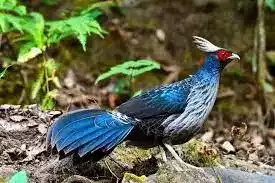 Ayam Khalij Pheasant