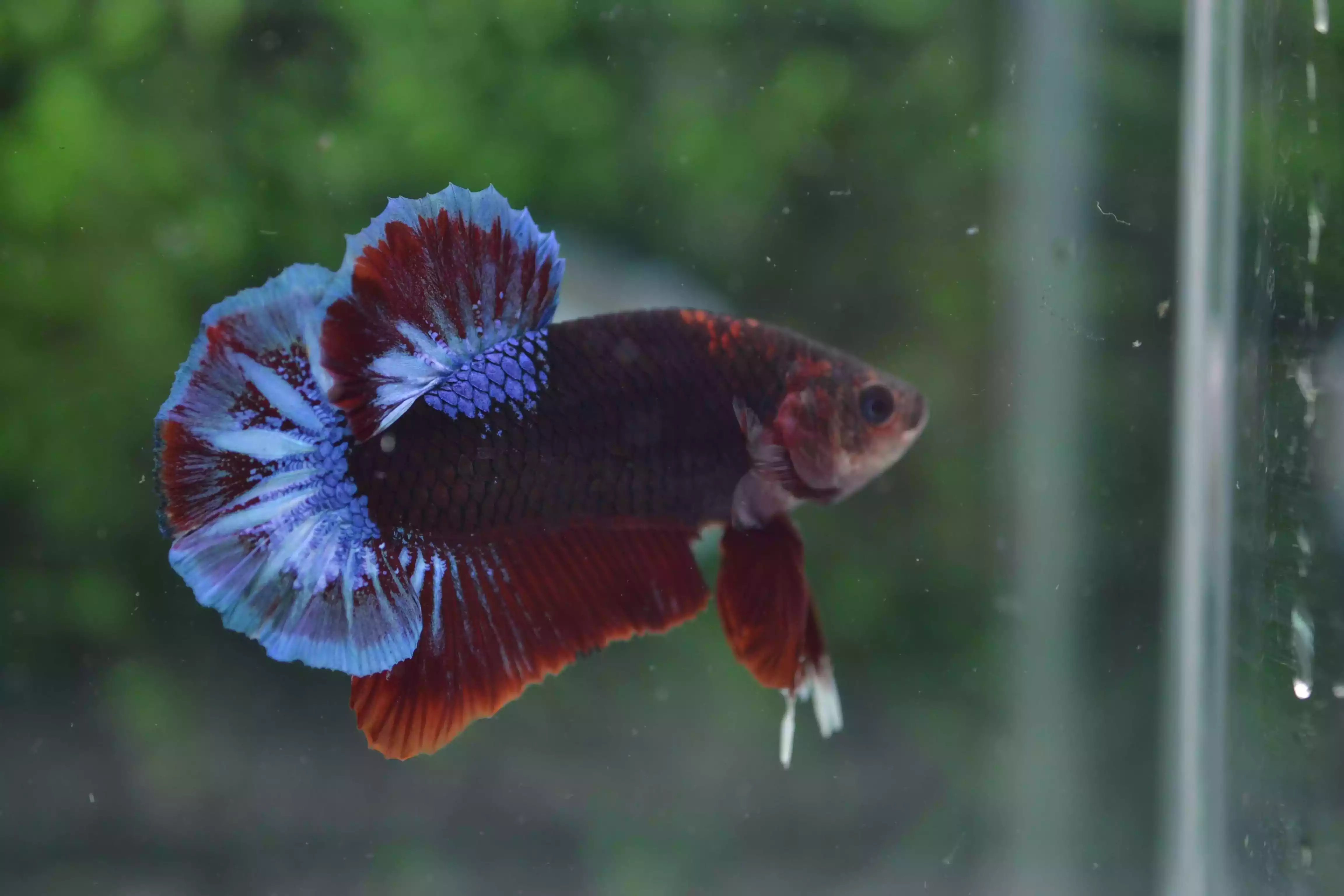 Ikan Cupang Plakat Line Hellboy